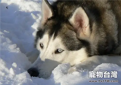 給阿拉斯加雪橇犬美容時的注意事項