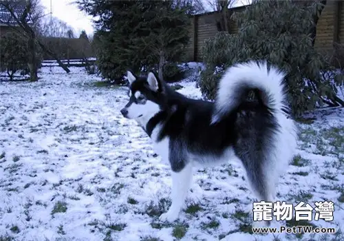 阿拉斯加雪橇犬的智商高嗎？