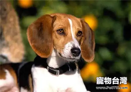 美國獵狐犬的品種簡介（1圖）-寵物台灣