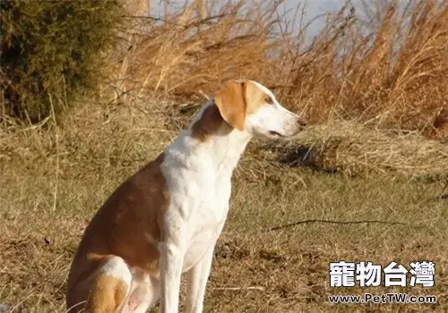 美國獵狐犬的形態特徵