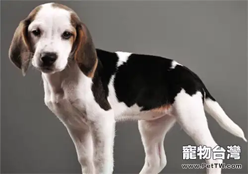 美國獵狐犬的性格特點（1圖）-寵物台灣
