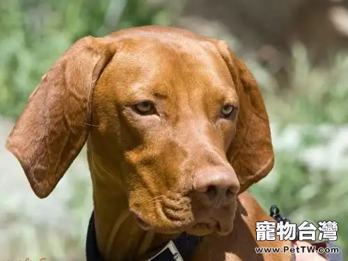 維茲拉犬的品種簡介