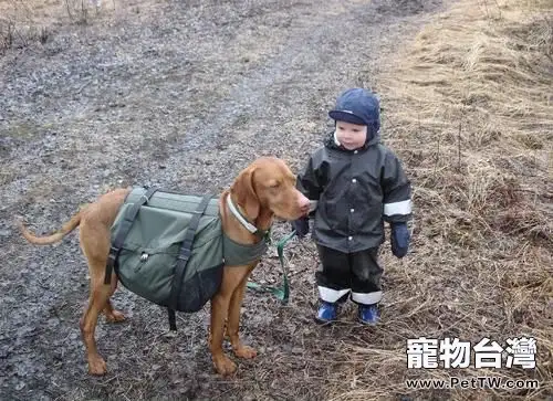 維茲拉犬的形態特徵