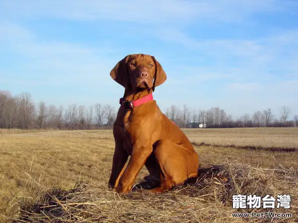 維茲拉犬的性格特點(1圖)-寵物台灣