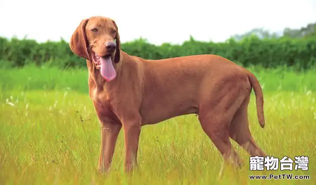 維茲拉犬的護理知識(1圖)-寵物台灣