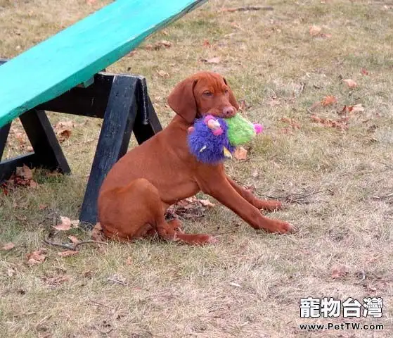維茲拉犬的飼養要點(1圖)-寵物台灣