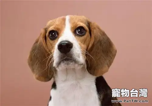 美國獵狐犬的飼養要點