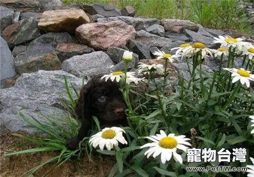 美國水獵犬的品種簡介