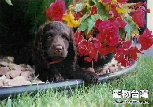 美國水獵犬的形態特徵