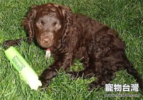美國水獵犬的性格特點