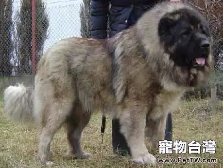 高加索犬有螨蟲病怎麼辦(1圖)-寵物台灣