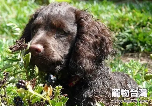 美國水獵犬的飼養要點