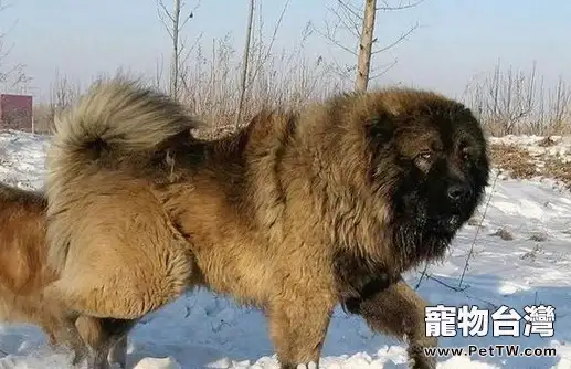高加索犬絕育後會出現的問題(1圖)-寵物台灣