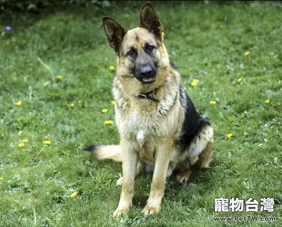 怎麼讓德國牧羊犬適應環境