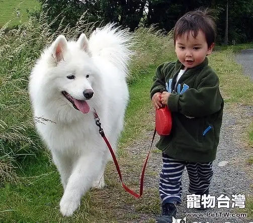 外出散步如何給狗狗系牽引帶