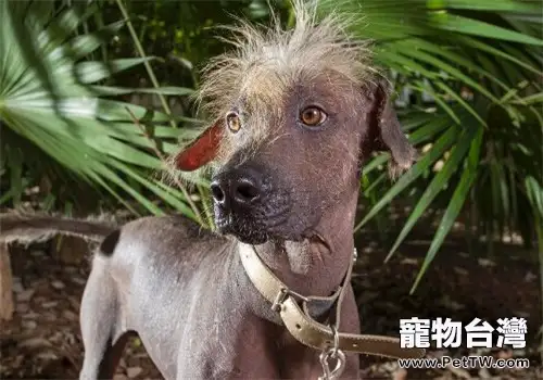 墨西哥無毛犬的品種簡介（1圖）-寵物台灣