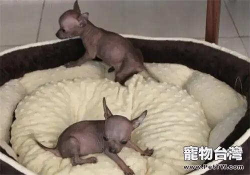 墨西哥無毛犬的形態特徵(1圖)-寵物台灣
