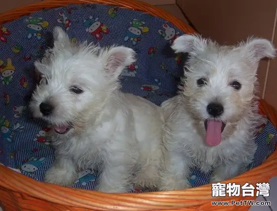 西高地白梗的飼養要點