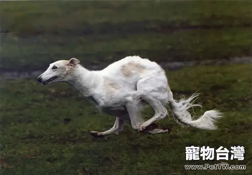 蘇俄牧羊犬的品種簡介