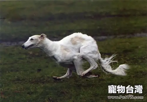 蘇俄牧羊犬的品種簡介(1圖)-寵物台灣