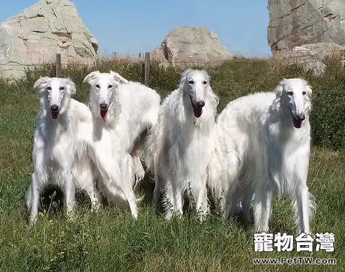 蘇俄牧羊犬的性格特點（1圖）-寵物台灣