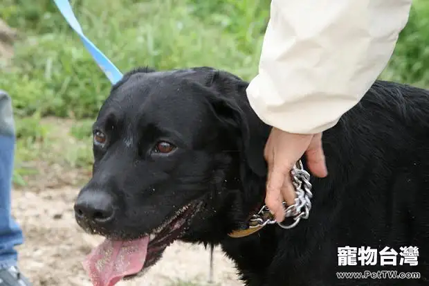 教您狗狗防走失的絕招(1圖)-寵物台灣