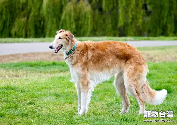 蘇俄牧羊犬的護理知識(1圖)-寵物台灣