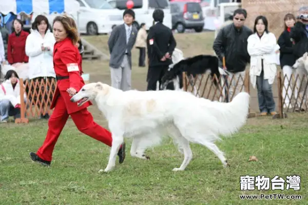 蘇俄牧羊犬的飼養要點（1圖）-寵物台灣