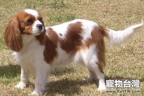 騎士查理斯王小獵犬的品種簡介