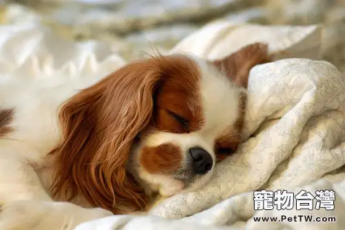 騎士查理斯王小獵犬的飼養要點