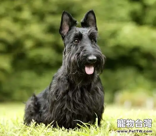 蘇格蘭梗的品種簡介(1圖)-寵物台灣