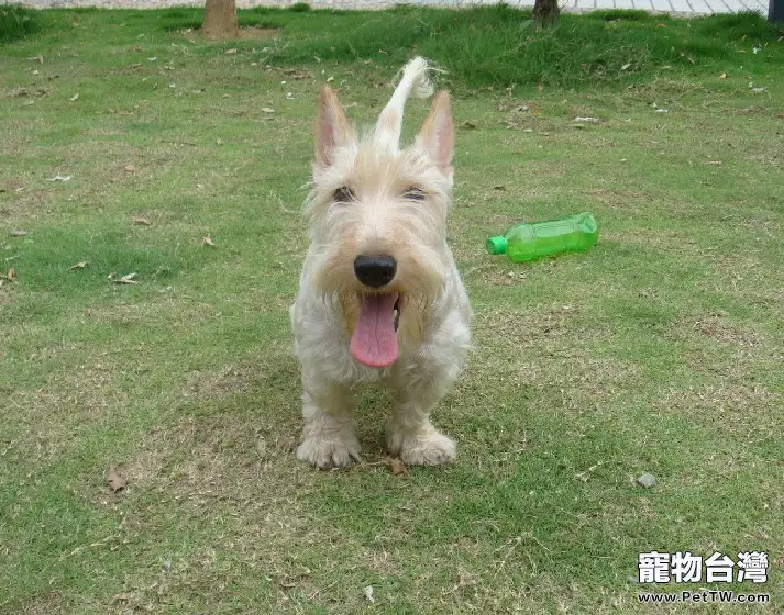 蘇格蘭梗的性格特點(1圖)-寵物台灣