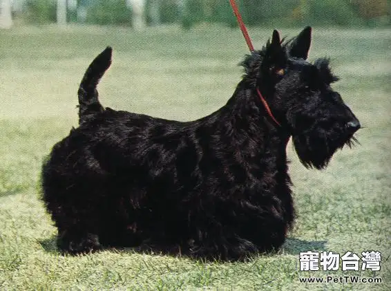 蘇格蘭梗的飼養要點