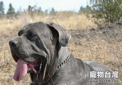 紐波利頓犬的品種簡介(1圖)-寵物台灣