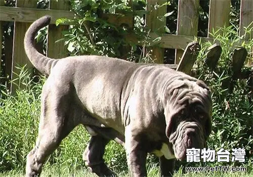 紐波利頓犬的飼養要點