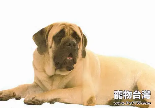 牛頭獒的品種簡介