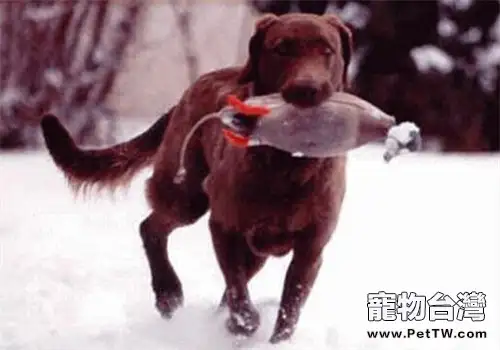乞沙比克獵犬的形態特徵(1圖)-寵物台灣