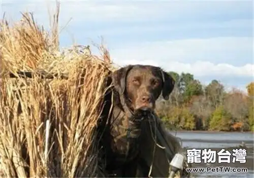 乞沙比克獵犬的護理常識