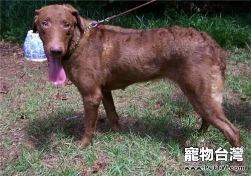 乞沙比克獵犬的飼養要點