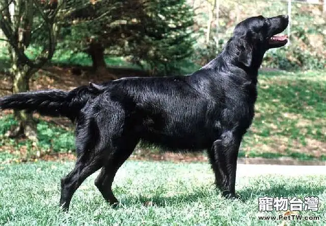 平毛尋回獵犬的形態特徵（1圖）-寵物台灣