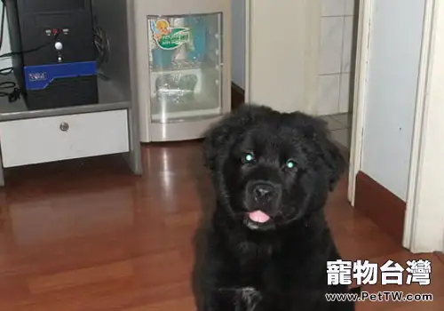 平毛尋回獵犬的護理知識(1圖)-寵物台灣