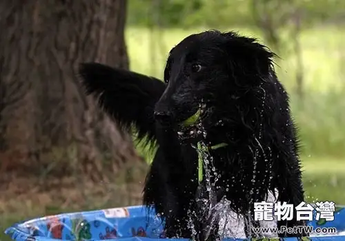 平毛尋回獵犬的飼養要點