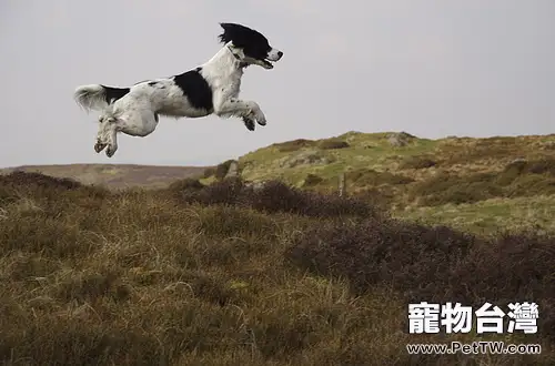 英國史賓格獵犬的品種簡介