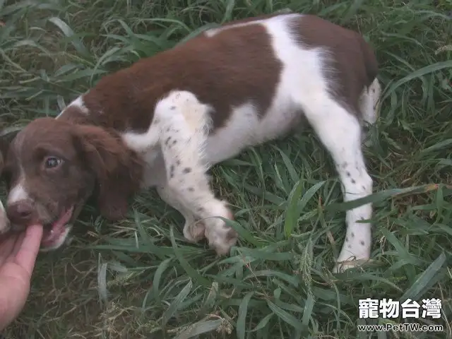 英國史賓格獵犬的形態特徵