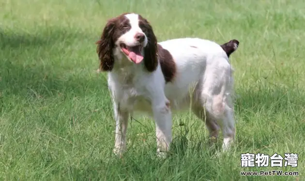 英國史賓格獵犬的性格特點(1圖)-寵物台灣