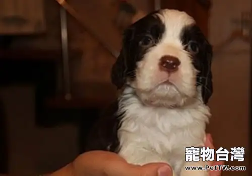 英國史賓格獵犬的護理知識（1圖）-寵物台灣