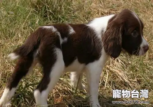 英國史賓格獵犬的飼養要點