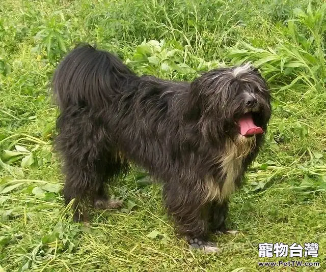 西藏梗的性格特點(1圖)-寵物台灣