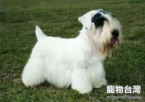 西裡漢梗的品種簡介（1圖）-寵物台灣