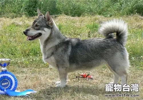 瑞典柯基犬的品種簡介